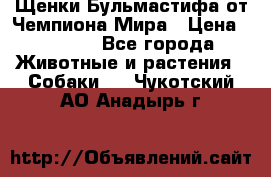 Щенки Бульмастифа от Чемпиона Мира › Цена ­ 1 000 - Все города Животные и растения » Собаки   . Чукотский АО,Анадырь г.